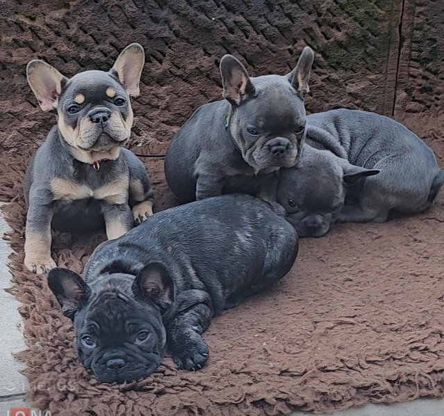 Preview of the first image of French bulldog puppies 2 girls.