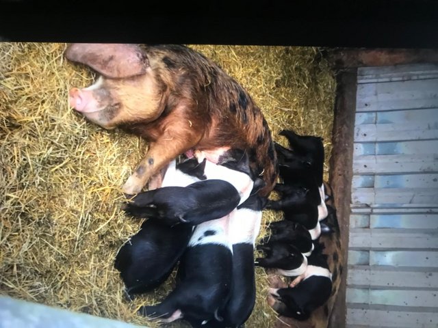 Preview of the first image of Oxford sandy black/berkshire weaners for sale.