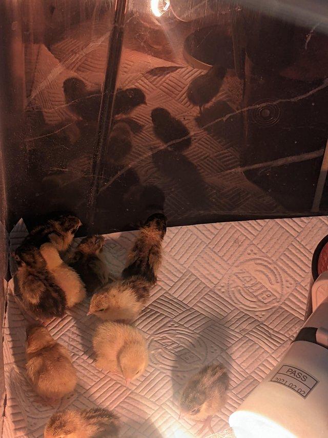 Preview of the first image of 9 Chinese painted quail chicks.