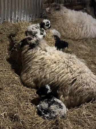 Image 2 of Lovely ewe with ewe and ram lamb