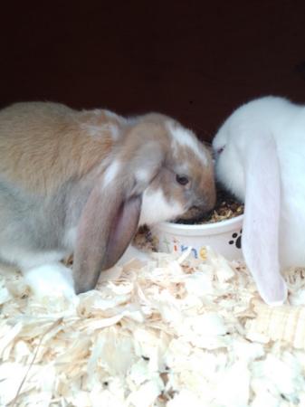 Image 3 of 8 week old French/English Lop babies Blackpool