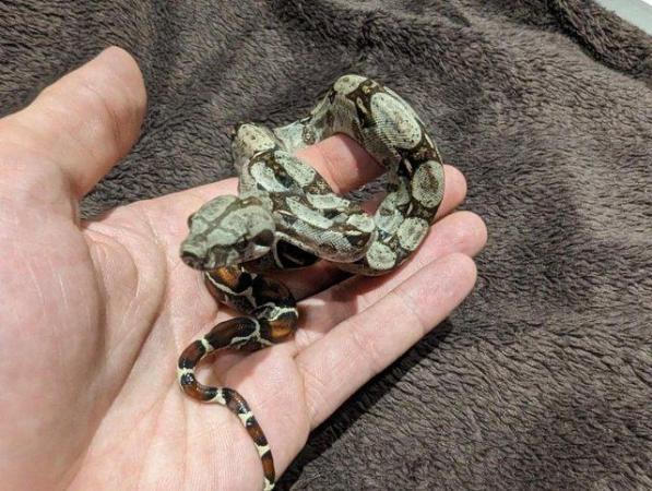 Image 2 of Baby Boa Constrictor Imperator