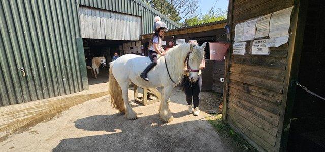 Image 3 of 13.2hh cob mare lovely temperament