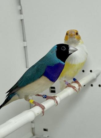 Image 3 of Beautiful pair of Gouldian finches for sale