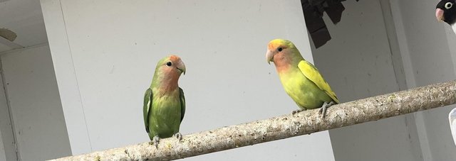 Image 1 of Some stunning love birds for sale