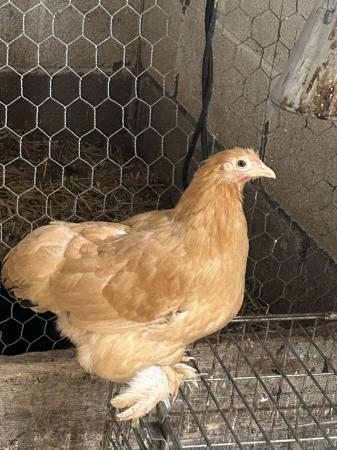 Image 1 of Stunning silkie x Pekin and pure pekin pullets for sale