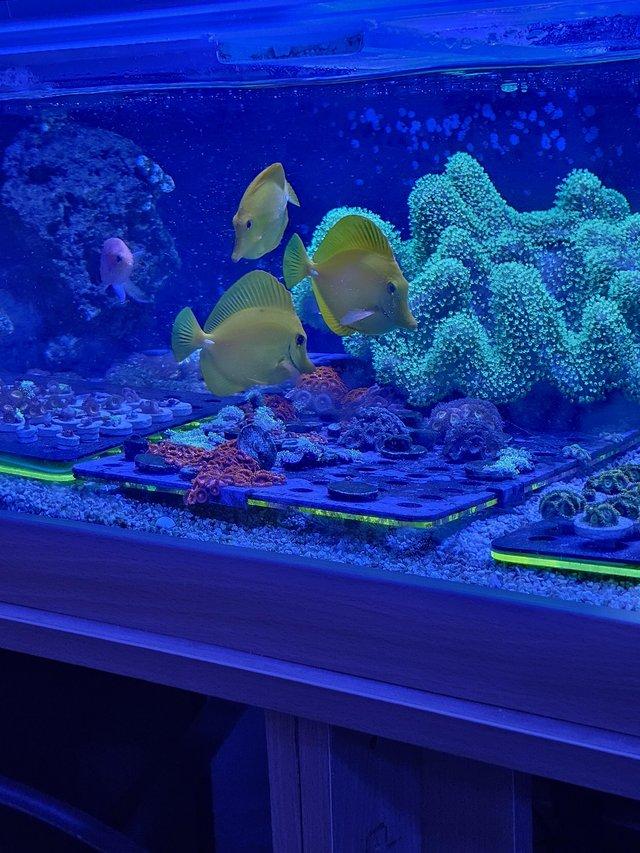 Preview of the first image of Large wild Hawaiian Yellow Tang.