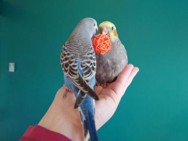 Image 15 of Hand reared silly tame baby budgie for sale
