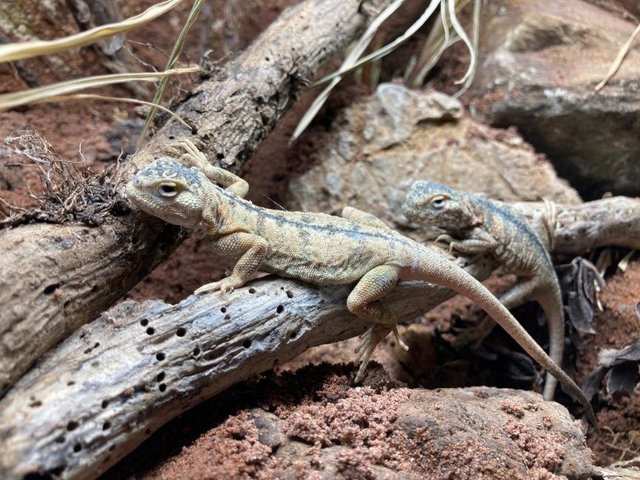 Preview of the first image of CB22 Female Secret Toadhead Agama (Phrynocephalus mystaceus).