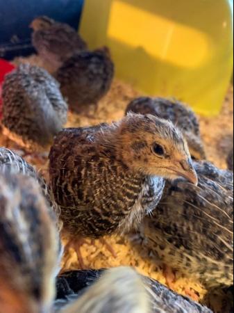 Image 19 of 12/6 Day Old - Hens Japanese Quail Lots of Colours Inc Black