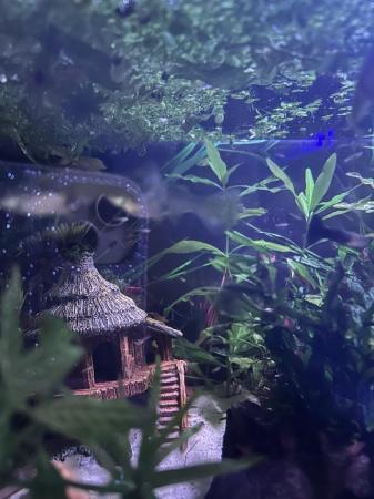 Image 3 of Cherry shrimp and guppies for sale
