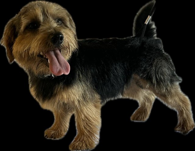 Preview of the first image of Norfolk terrier for stud.