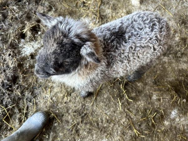 Image 2 of Affectionate ram lamb needs loving home July