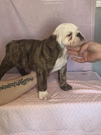 Image 20 of READY TO LEAVE NOW!!!! Stunning British bulldogs