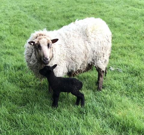 Image 3 of For Sale Shetland sheep with lambs at foot