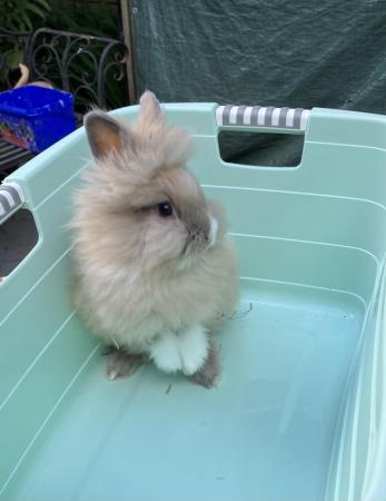 Image 3 of Lionhead baby rabbits for sale