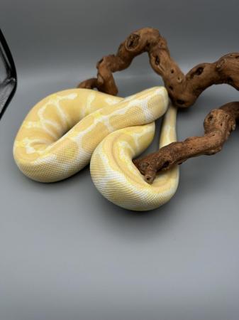 Image 2 of Adult Ball Python (Royal Python)