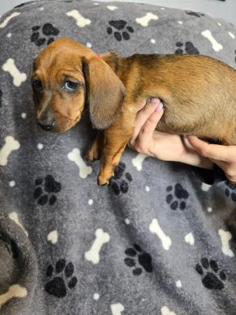 Image 19 of Smooth dachshund puppies ** READY TO LEAVE**