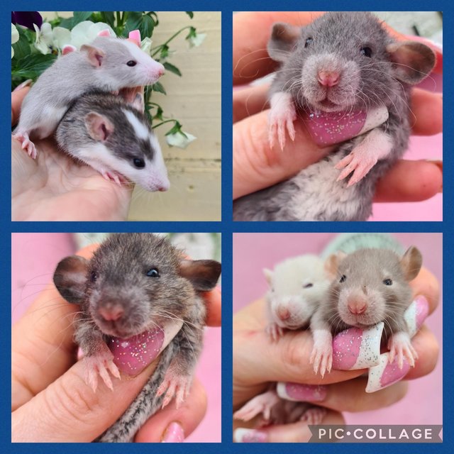 Preview of the first image of ***STUNNING LOVABLE SWEET NATURED BABY RATS.