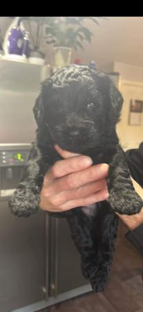 Image 2 of Cockerpoodledoo for sale only 1 male  left ready to go