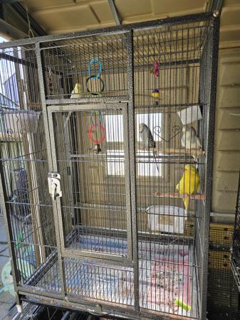 Image 3 of Budgies & LOTS More Including Breeding Accessories.