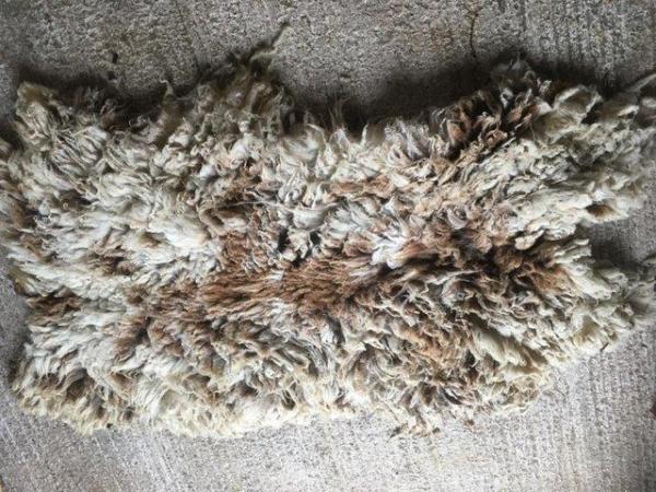 Image 4 of Colourful Fleeces and a few white from Shetland Sheep