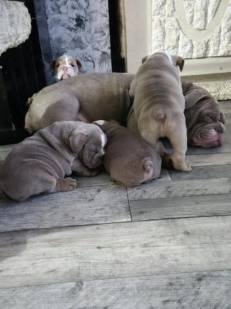 Image 9 of English bulldog puppies only 1 boy and 2 girls left