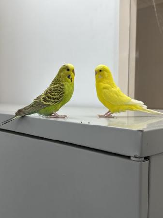 Image 3 of 1 year old budgies . A male and a female