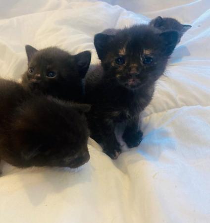 Image 3 of 5 beautiful kittens ready in 3 weeks