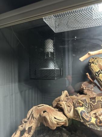 Image 6 of Female Boa Constrictor with full set up