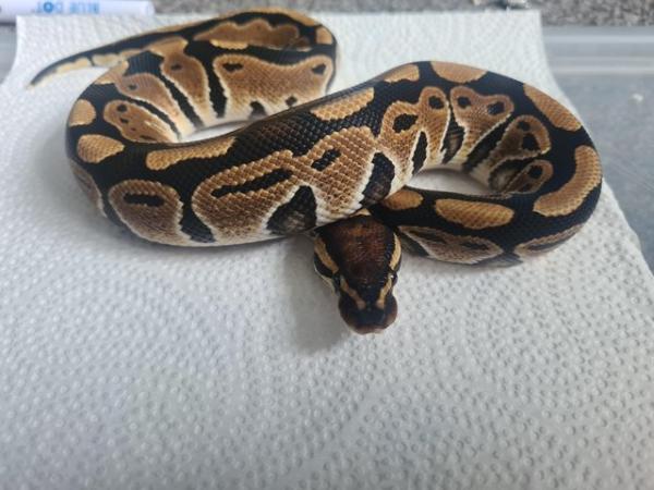 Image 3 of YellowBelly Ball Python - Male CB23