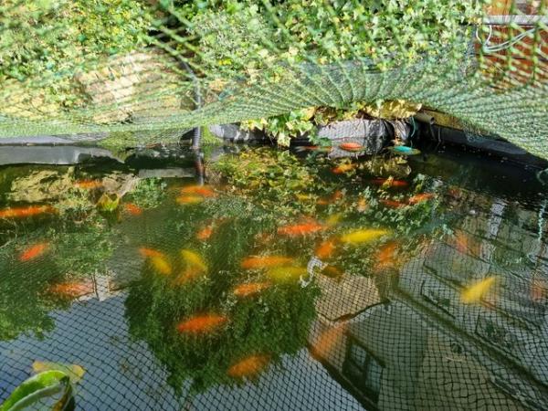 Image 2 of Goldfish - various colours for ponds only