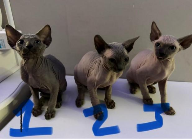 Image 1 of Beautiful Sphynx ( Hairless ) kittens 3 Boys Left