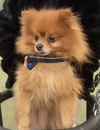 Preview of the first image of Wanted Pomeranian any age.