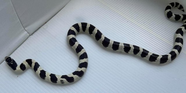 Image 3 of Black and white high contrast califonia king snake cali king