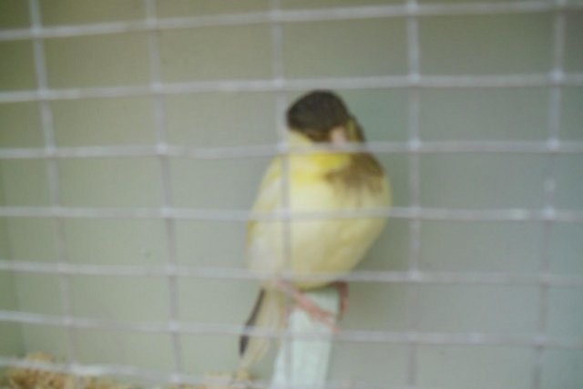 Preview of the first image of Singing canarys Few Left Males Only. 1 Fife All Yellow Male.