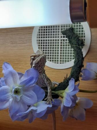 Image 3 of Baby Bearded Dragons Available