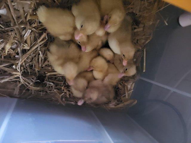 Preview of the first image of Ducklings for sale day old ..