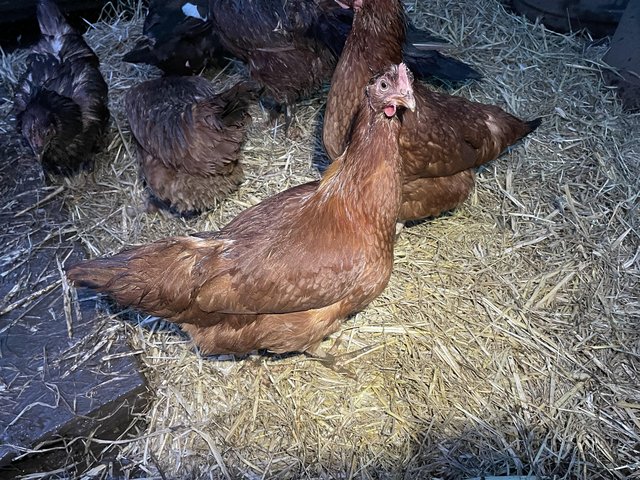 Preview of the first image of Rhode Island Red hybrid chickens POL.