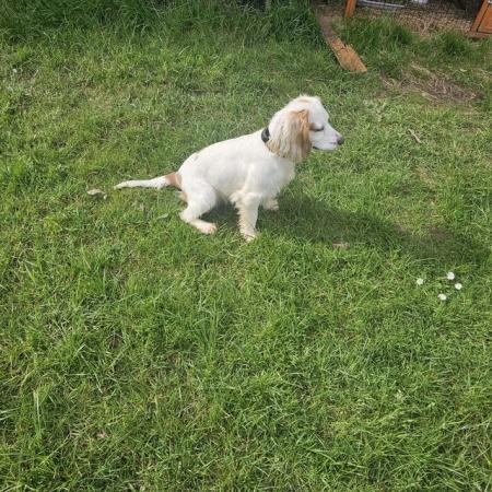 Image 5 of Cocker spaniel bitch for sale