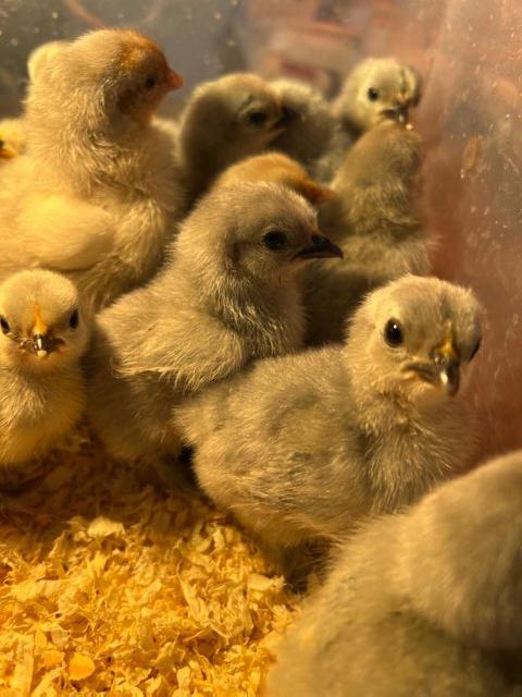 Preview of the first image of Day old Lavender Pekin Bantam chicks.