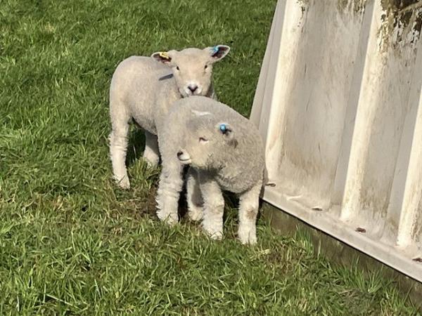 Image 2 of Ryelands Ewes with lambs