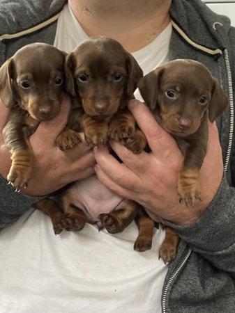 Image 1 of Miniature Dachshund puppies