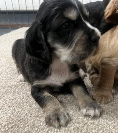 Image 3 of Stable show cocker spaniels for sale