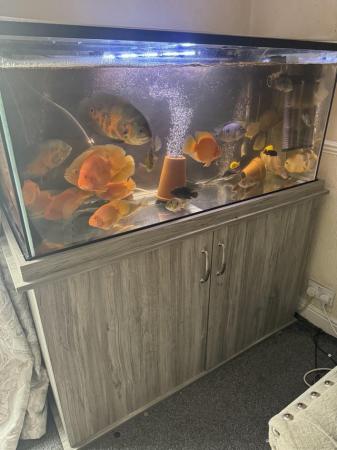Image 4 of 350L fish tank and cabinet with loads of fish and extras.