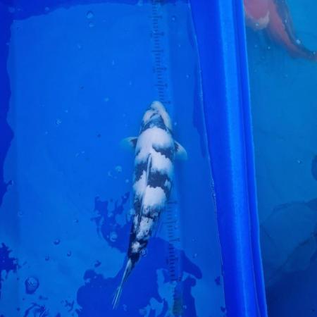 Image 3 of Koi carp from 45cm to 80cm need new home
