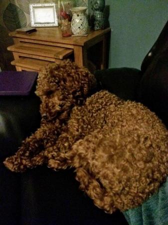 Image 4 of Proven Red Toy Poodle Stud Dog (Health Tested)