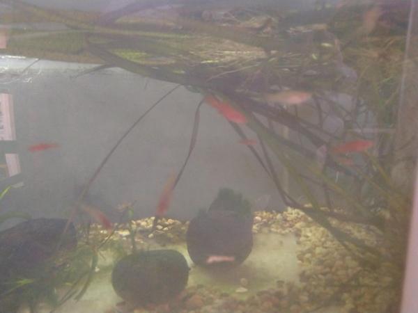 Image 4 of £8 Orange swordtail tropical fish Group Of 3 Trio Young Fish
