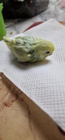 Image 3 of Handreared budgie budgie for sale