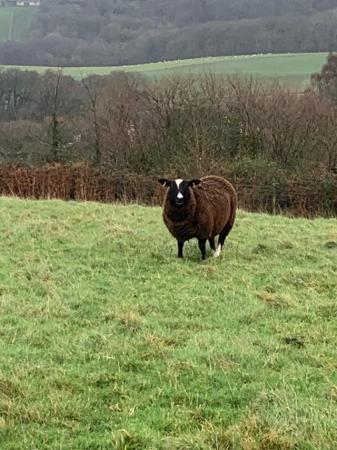 Image 1 of Pure Entire Male Zwartble Ram